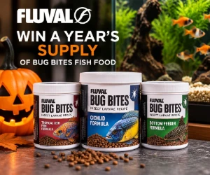 Win a Year’s Supply of Fluval Bug Bites Fish Food