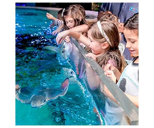 Get up to x5 Free Tickets to SeaQuest Aquarium - Limited Time Offer!