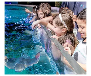 Get up to 4 Free General Admission Tickets to SeaQuest Aquarium!