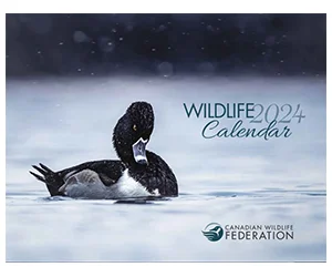 Get Your Free 2024 Canadian Wildlife Calendar and Support CWF's Conservation Programs