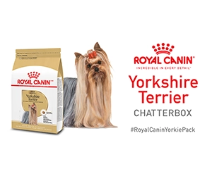 Get a Free Royal Canin® Yorkshire Terrier Chatterbox!