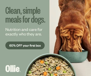 Get 60% Off First Box + Free Dog Ice Cream from Ollie!