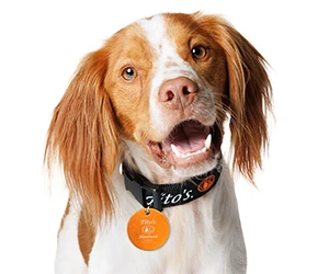 Claim Your Free Tito’s Handmade Vodka Dog Collar Tag - Register Today!