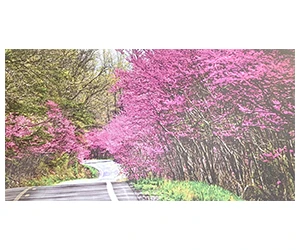 Sign Up for Your Free 2025 Roadsides in Bloom Calendar Today!