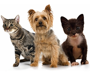 Try The Pet Pantry's All-Natural Pet Food with a Free Sample Bag for Your Dog or Cat