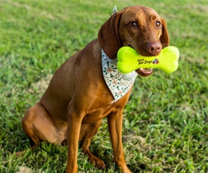 Enter for a Chance to Win an A&W Dog Bone for Your Furry Friend